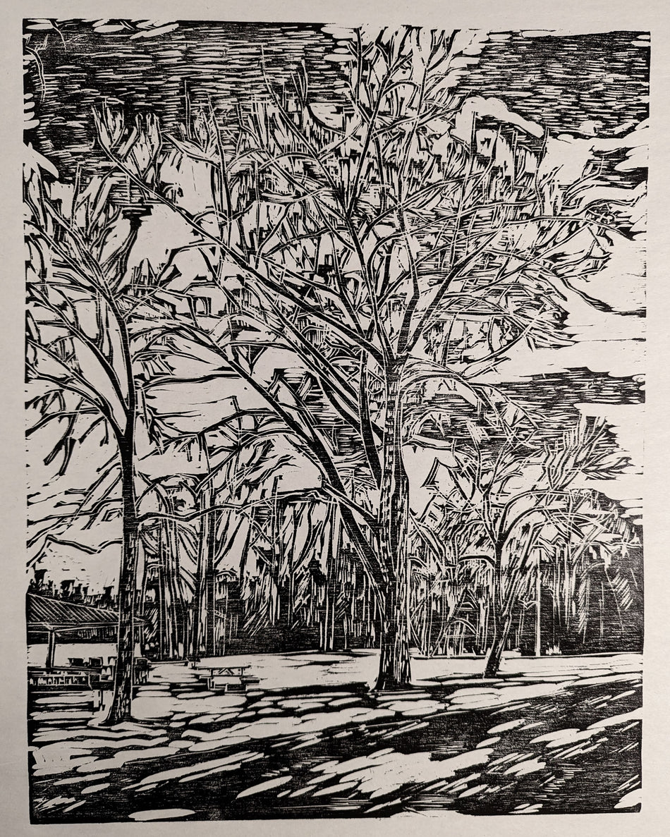 Old Balsam Poplars in Laurier Park, Edmonton 12.5x16